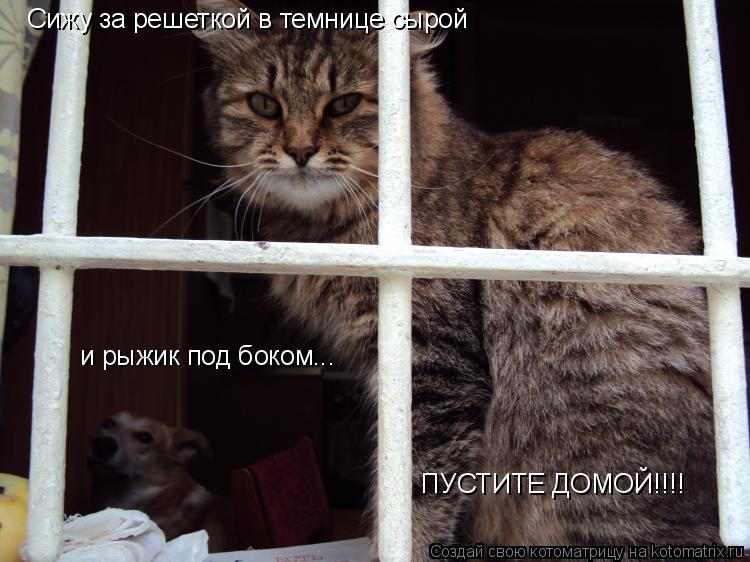 Котоматрица: Сижу за решеткой в темнице сырой и рыжик под боком... ПУСТИТЕ ДОМОЙ!!!!