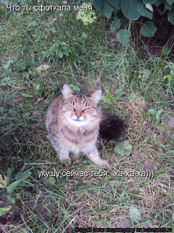 Котоматрица: Что ты сфоткала меня укушу сейчас тебя...ха-ха-ха)))