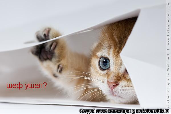 Котоматрица: шеф ушел?