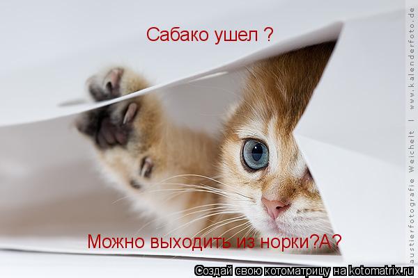 Котоматрица: Сабако ушел ? Можно выходить из норки?А?
