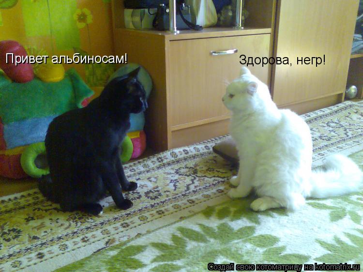 Котоматрица: Привет альбиносам! Здорова, негр!