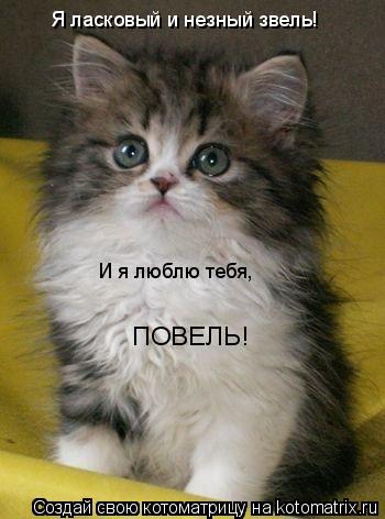 Котоматрица: Я ласковый и незный звель! И я люблю тебя, ПОВЕЛЬ!