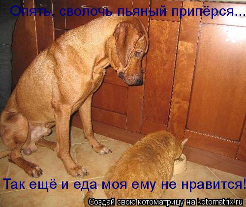 Котоматрица: Опять, сволочь пьяный припёрся... Так ещё и еда моя ему не нравится!