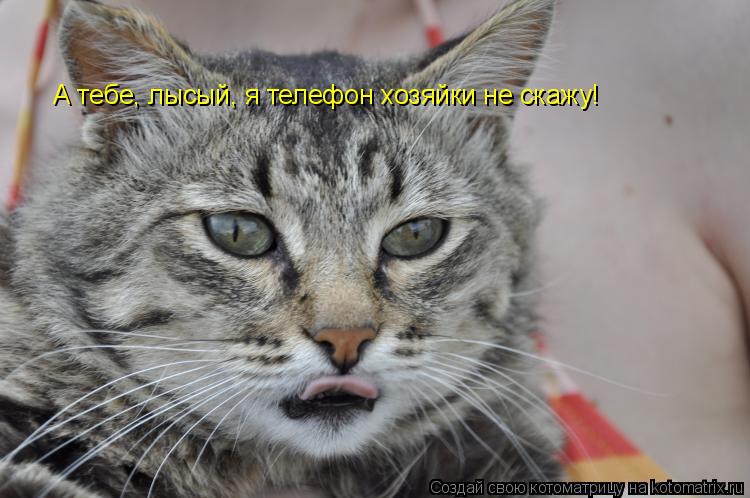 Котоматрица: А тебе, лысый, я телефон хозяйки не скажу!