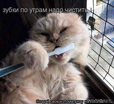 Котоматрица: зубки по утрам надо чистить !