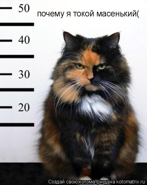 Котоматрица: почему я токой масенький(