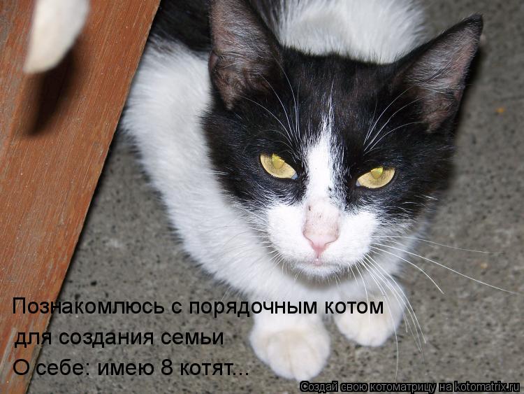 Котоматрица: Познакомлюсь с порядочным котом для создания семьи О себе: имею 8 котят...