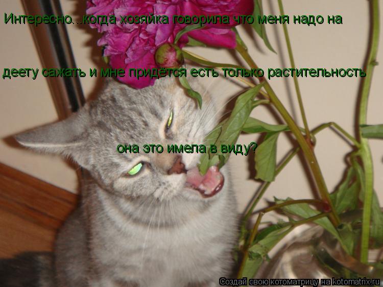 Котоматрица: Интересно...когда хозяйка говорила что меня надо на  деету сажать и мне придётся есть только растительность она это имела в виду?