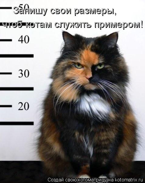 Котоматрица: Запишу свои размеры, чтоб котам служить примером!