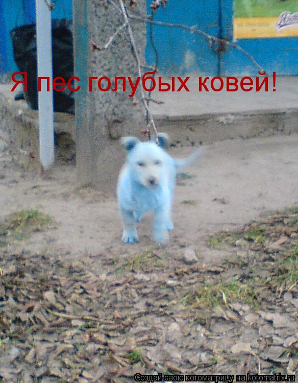 Я пес голубых ковей!... Котоматрица: Я пес голубых ковей!