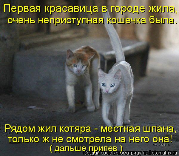 Первая красавица в городе жила, очень неприступная кошечка была. Рядом жил котяра - местная шпана, то... Котоматрица: Первая красавица в городе жила, очень неприступная кошечка была. Рядом жил котяра - местная шпана, только ж не смотрела на него она! ( дальше
