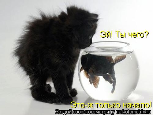 Котоматрица: Эй! Ты чего?  Это-ж только начало!