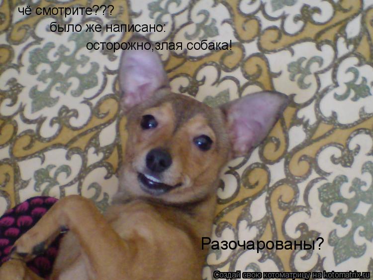 Котоматрица: чё смотрите??? было же написано : осторожно,злая собака! Разочарованы?