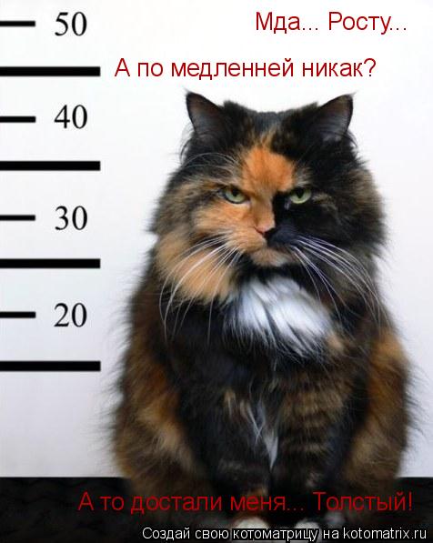 Котоматрица: Мда... Росту... А по медленней никак? А то достали меня... Толстый!