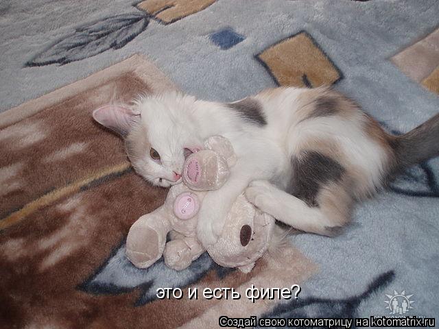 Котоматрица: это и есть филе?
