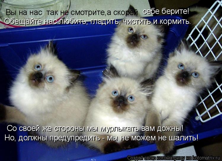 Котоматрица: Вы на нас  так не смотрите,а скорей  себе берите! Обещайте нас любить, гладить, чистить и кормить. Со своей же стороны мы мурлыкать вам дожны! 