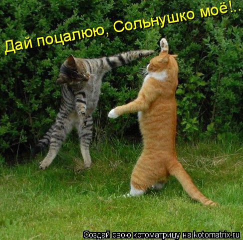 Котоматрица: Дай поцалюю, Сольнушко моё!..