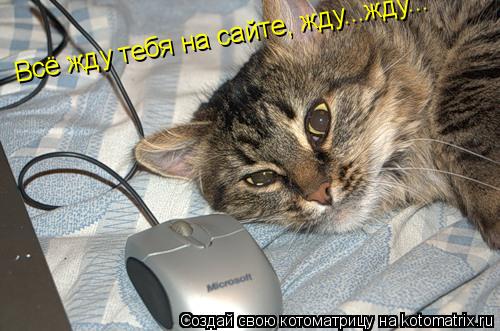 Котоматрица: Всё жду тебя на сайте, жду...жду...