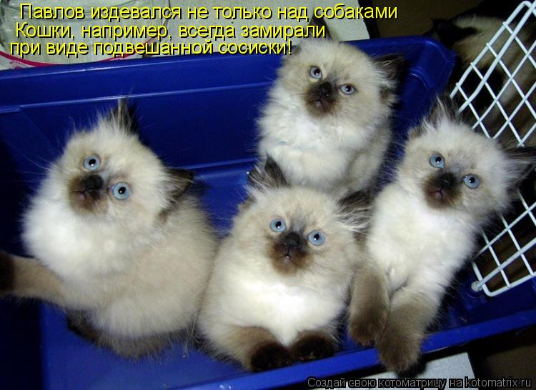 Котоматрица: Павлов издевался не только над собаками Кошки, например, всегда замирали  при виде подвешанной сосиски!