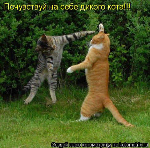 Почувствуй на себе дикого кота!!!... Котоматрица: Почувствуй на себе дикого кота!!!