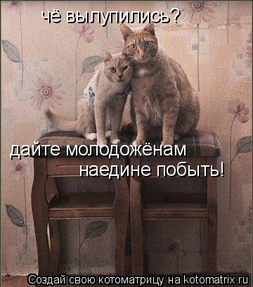 Котоматрица: чё вылупились?  дайте молодожёнам наедине побыть!