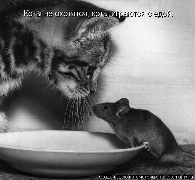 Котоматрица: Коты не охотятся, коты играются с едой.