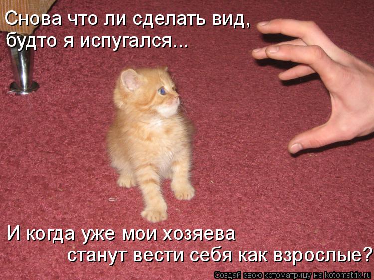 Прикольные фото котов с надписями смешные до слез