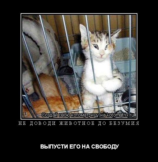 Котоматрица: НЕ ДОВОДИ ЖИВОТНОЕ ДО БЕЗУМИЯ   ВЫПУСТИ ЕГО НА СВОБОДУ