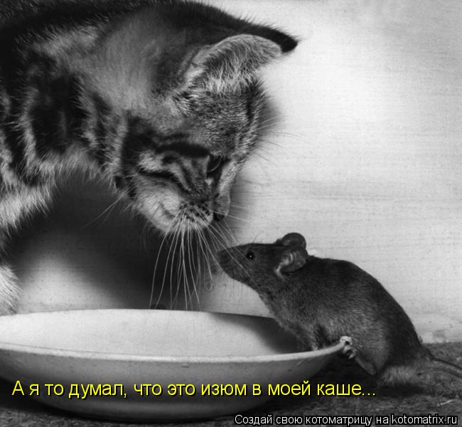 Котоматрица: А я то думал, что это изюм в моей каше...