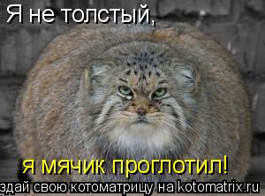 Я не толстый, я мячик проглотил!... Котоматрица: Я не толстый, я мячик проглотил!