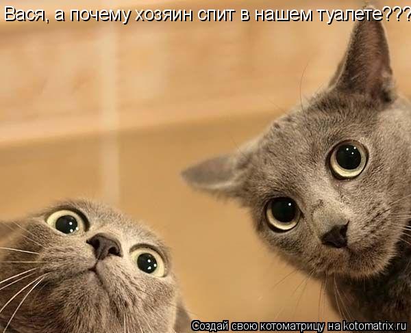 Вася, а почему хозяин спит в нашем туалете???... Котоматрица: Вася, а почему хозяин спит в нашем туалете???