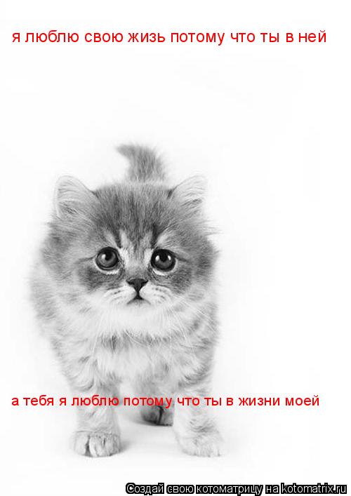я люблю свою жизь потому что ты в ней а тебя я люблю потому что ты в жизни моей... Котоматрица: я люблю свою жизь потому что ты в ней а тебя я люблю потому что ты в жизни моей