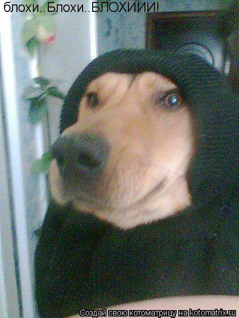 ХОЗЯИН!! блохи..Блохи..БЛОХИИИ!... Котоматрица: ХОЗЯИН!! блохи..Блохи..БЛОХИИИ!