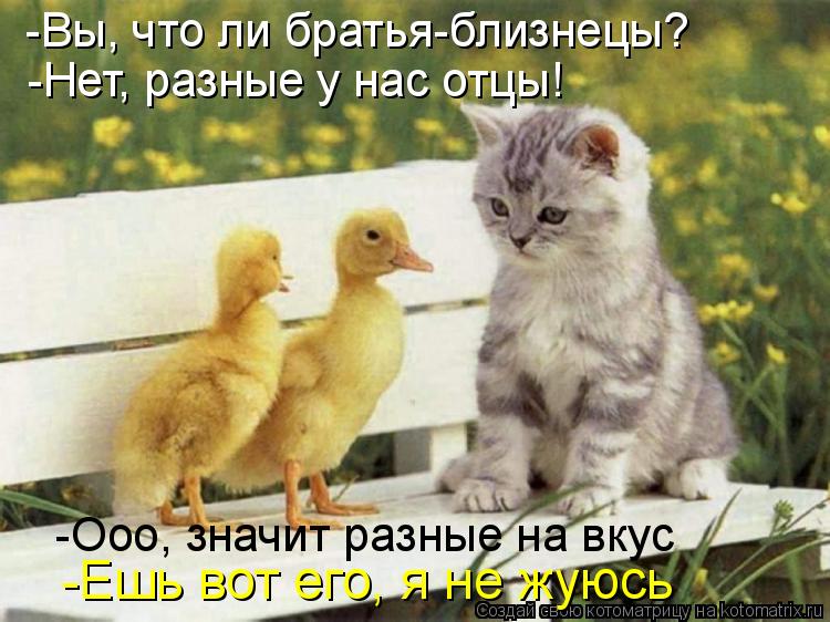 Котоматрица: -Нет, разные у нас отцы! -Вы, что ли братья-близнецы? -Ооо, значит разные на вкус -Ешь вот его, я не жуюсь