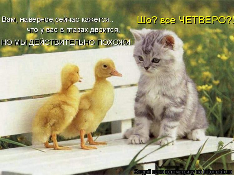 Котоматрица: Вам, наверное,сейчас кажется.. НО МЫ ДЕЙСТВИТЕЛЬНО ПОХОЖИ что у вас в глазах двоится, Шо? все ЧЕТВЕРО?!