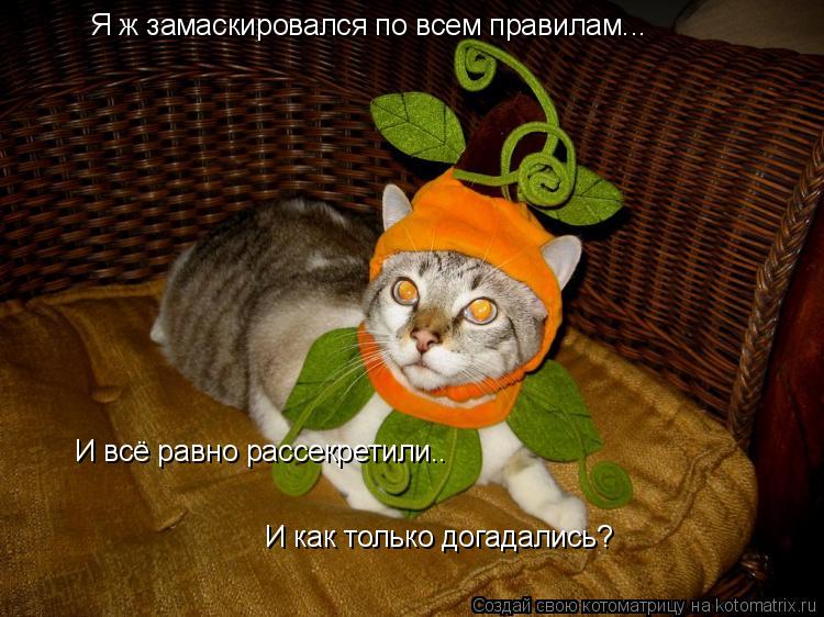Котоматрица: Я ж замаскировался по всем правилам... И всё равно рассекретили.. И как только догадались?
