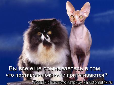Котоматрица: Вы все еще сомневаетесь в том,  что противоположности притягиваются?