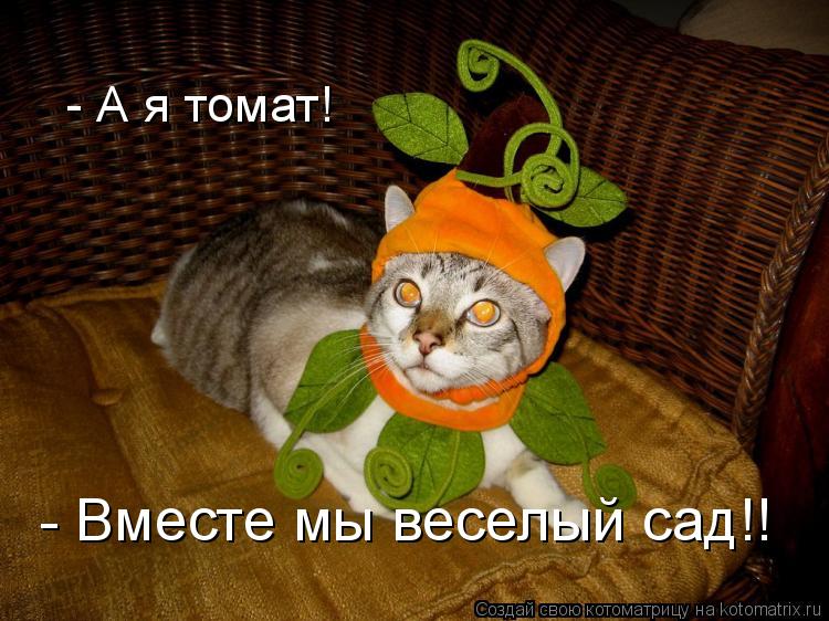 Котоматрица: - А я томат! - Вместе мы веселый сад!!