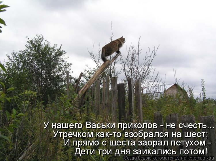 Котоматрица: У нашего Васьки приколов - не счесть... Утречком как-то взобрался на шест; И прямо с шеста заорал петухом - Дети три дня заикались потом!