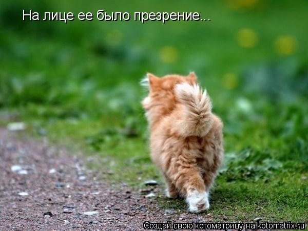 На лице ее было презрение...... Котоматрица: На лице ее было презрение...