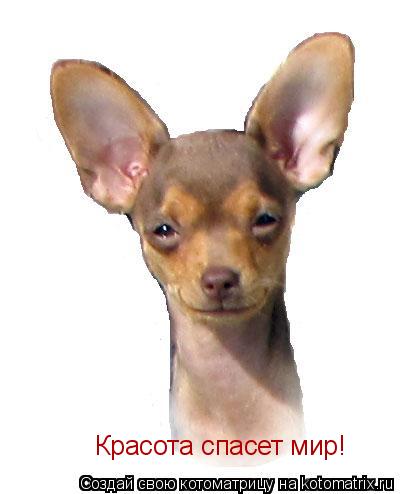 Красота спасет мир!... Котоматрица: Красота спасет мир!