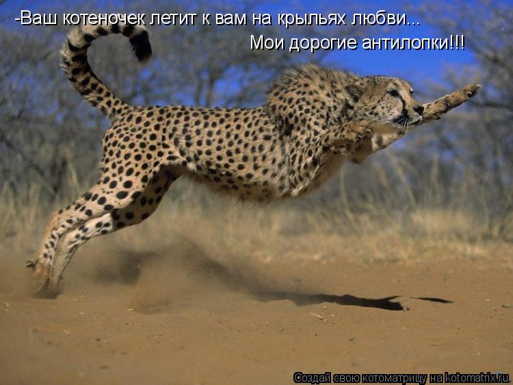 Котоматрица: -Ваш котеночек летит к вам на крыльях любви... Мои дорогие антилопки!!!