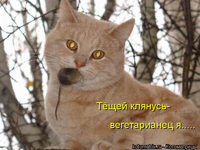 Котоматрица: Тёщей клянусь- вегетарианец я.....
