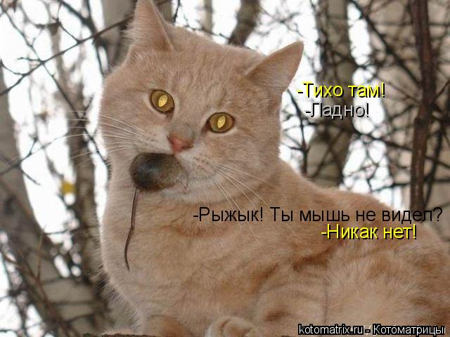 Котоматрица: -Тихо там! -Ладно! -Рыжык! Ты мышь не видел? -Никак нет!