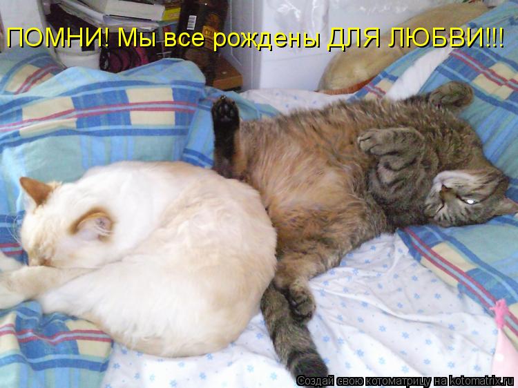 Котоматрица: ПОМНИ! Мы все рождены ДЛЯ ЛЮБВИ!!!