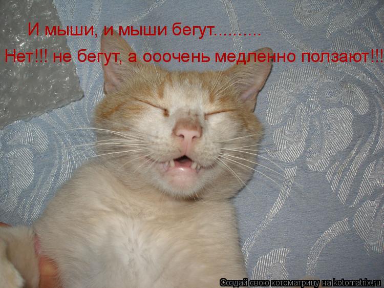 Котоматрица: И мыши, и мыши бегут.......... Нет!!! не бегут, а ооочень медленно ползают!!!