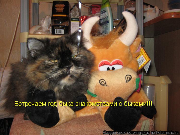 Встречаем год быка знакомствами с быками!!!... Котоматрица: Встречаем год быка знакомствами с быками!!!