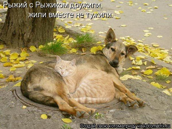Рыжий с Рыжиком дружили, жили вместе не тужили.... Котоматрица: Рыжий с Рыжиком дружили, жили вместе не тужили.