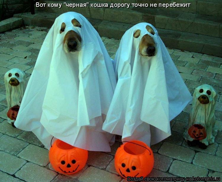 Вот кому "черная" кошка дорогу точно не перебежит... Котоматрица: Вот кому "черная" кошка дорогу точно не перебежит
