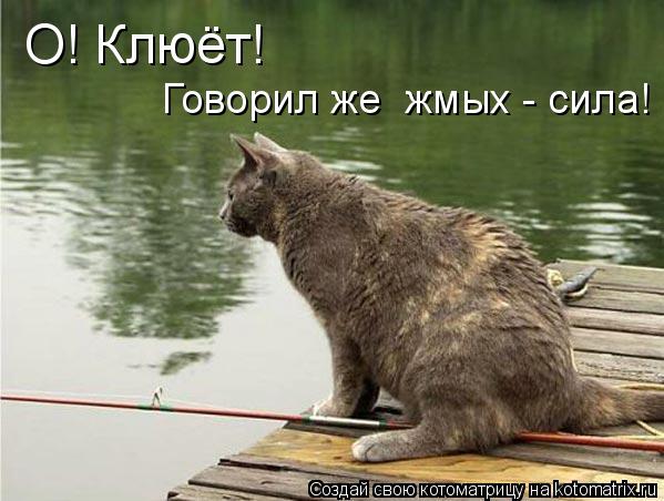О! Клюёт! Говорил же жмых - сила!... Котоматрица: О! Клюёт! Говорил же жмых - сила!